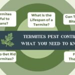 Termites Pest Control: What You Need to Know