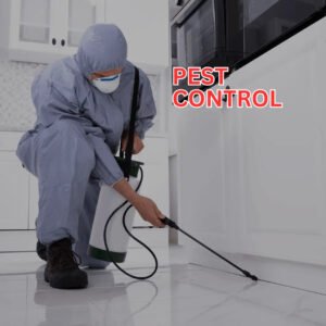 Pest Control Services – Protect Your Space and Live Pest-Free All Year Round