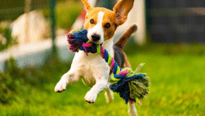 Premium USA-Made Dog Toys: Built for Fun and Lasting Play