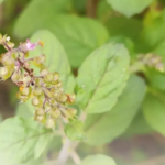 Tulsi Plants: Nature’s Healer and a Green Blessing for Every Pakistani Home | Gulab.pk