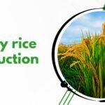 The Role of Technology in Sustainable Paddy Rice Production
