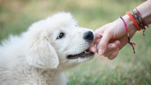 Growing Together: Teaching Your Puppy with Love and Consistency