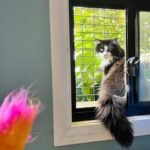 A Dogs Domain and Cats Too: Premier Cat Boarding in Melbourne