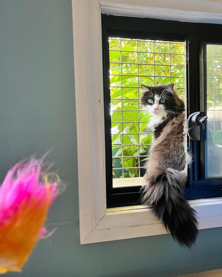 A Dogs Domain and Cats Too: Premier Cat Boarding in Melbourne