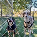 A Dogs Domain and Cats Too – Premium Pet Care You Can Trust