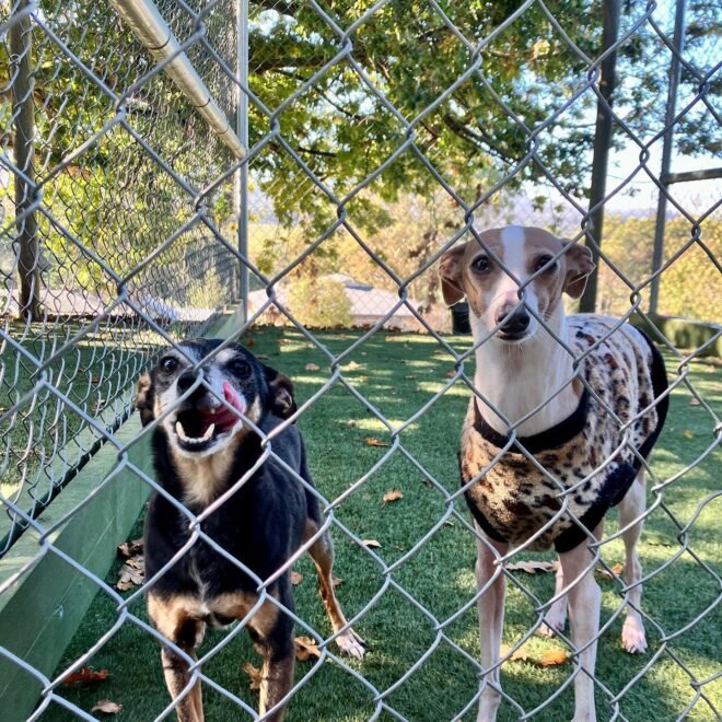 A Dogs Domain and Cats Too – Premium Pet Care You Can Trust