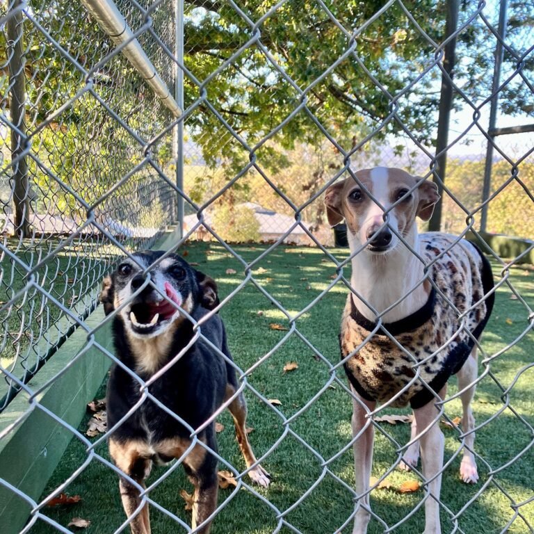 A Dogs Domain and Cats Too – Premium Pet Care You Can Trust