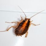 Commercial Pest Control Canberra