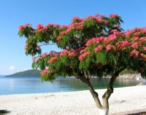 Renovating Traditional Homes in Cyprus