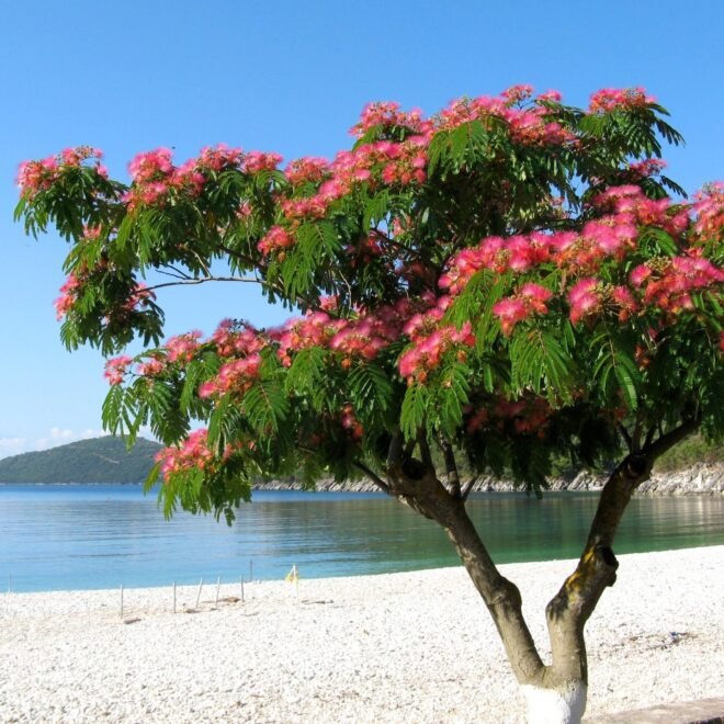 Renovating Traditional Homes in Cyprus