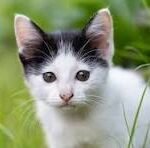 Why My Cat Lick Me: What It Really Means