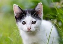 Why My Cat Lick Me: What It Really Means