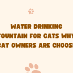 Water Drinking Fountain for Cats Why Cat Owners Are Choose?