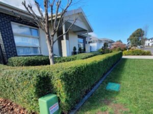 Yard and Lawn Maintenance