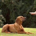 Dubai Puppy Training – Professional Puppy Obedience & Socialization Programs