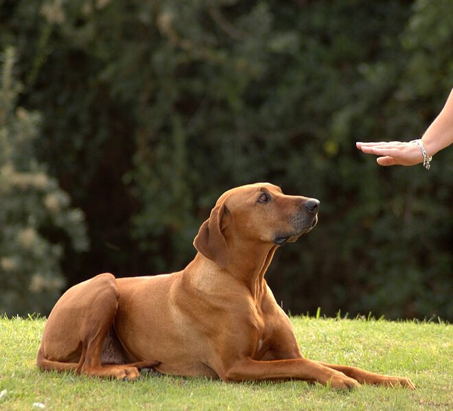Dubai Puppy Training – Professional Puppy Obedience & Socialization Programs