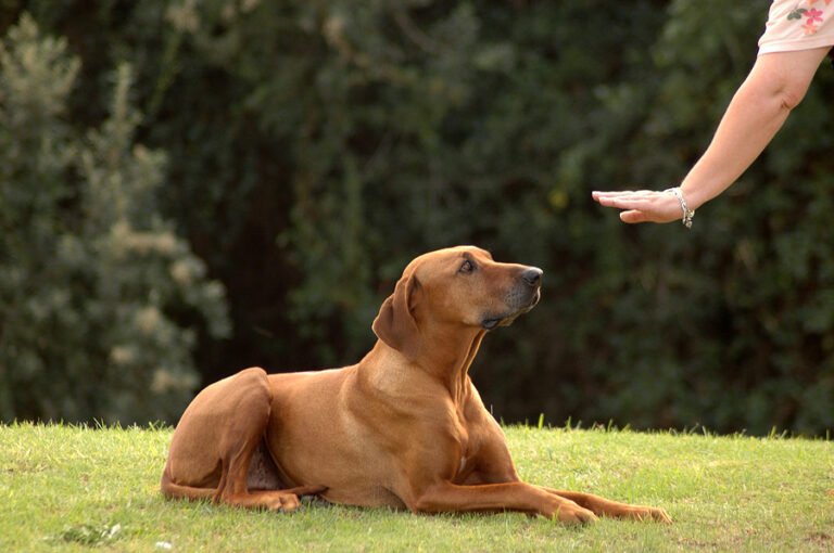 Dubai Puppy Training – Professional Puppy Obedience & Socialization Programs