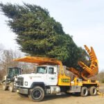 Tree Relocation Services Pembroke Pines