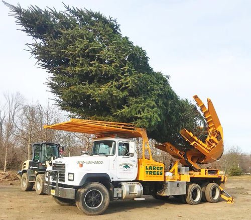 Tree Relocation Services Pembroke Pines