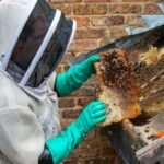 Safe Solutions for Managing Bee Colonies Nearby