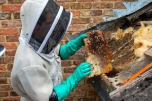 Safe Solutions for Managing Bee Colonies Nearby
