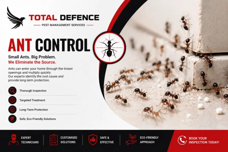 Why Do Ants Keep Coming Back in Dubai and Sharjah Homes? Understanding the Real Cause | Total Defence