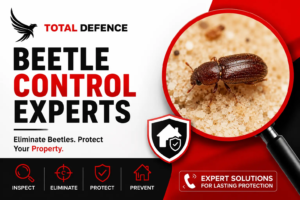 Beetle Control Dubai: Complete Guide to Types, Identification, Damage & Professional Treatment (2026)