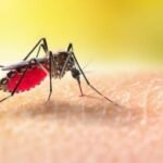 Mosquitoes Control: Effective Ways to Keep Your Home and Yard Bite-Free