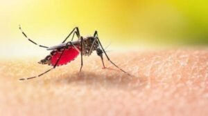 Mosquitoes Control: Effective Ways to Keep Your Home and Yard Bite-Free