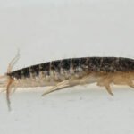 Pest Control Waterloo: Keep Your Home and Business Safe All Year Round