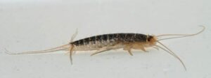 Pest Control Waterloo: Keep Your Home and Business Safe All Year Round