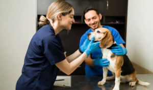 Can Humans Get Worms From Dogs? Risks & Prevention