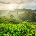Kochi to Munnar cab price | Check Taxi Fare & Book Online