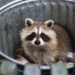 Small Property Changes That Can Limit Wildlife Problems