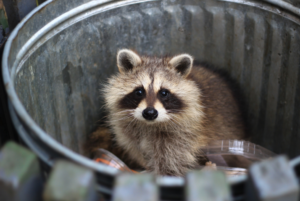 Small Property Changes That Can Limit Wildlife Problems