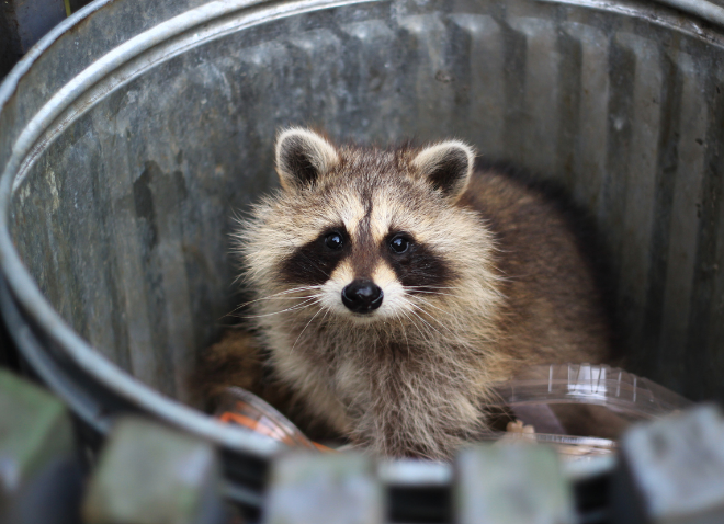 Small Property Changes That Can Limit Wildlife Problems