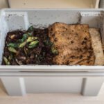 How to Order Worms for Composting: A Beginner’s Guide