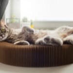 How to Keep Your Indoor Cat Healthy