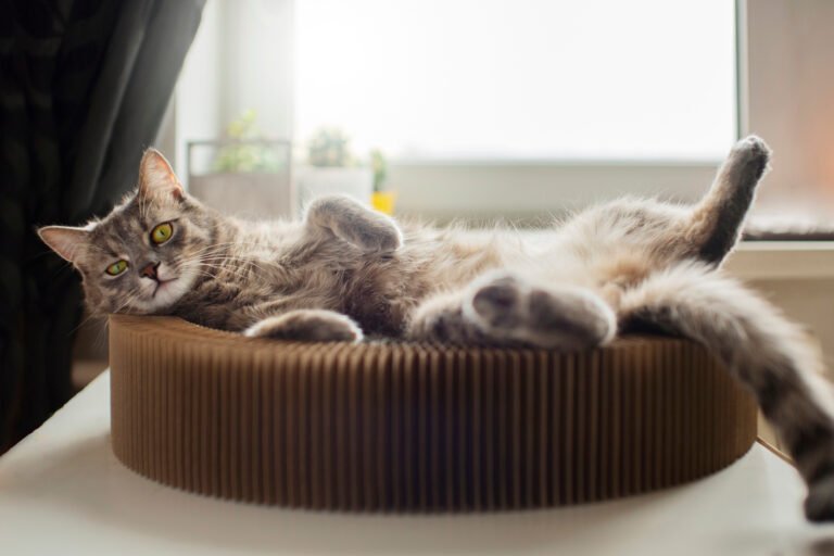 How to Keep Your Indoor Cat Healthy
