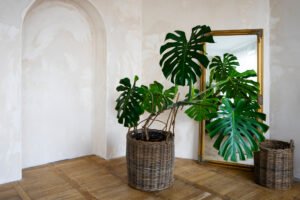 Best Plants for Reception Areas and Hotel Lobbies in Dubai