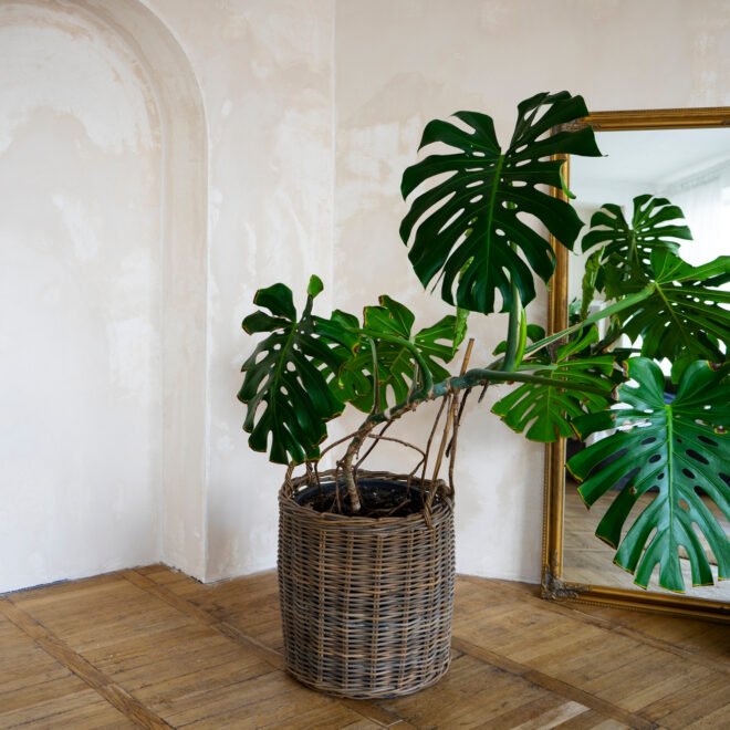 Best Plants for Reception Areas and Hotel Lobbies in Dubai