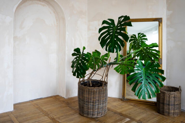 Best Plants for Reception Areas and Hotel Lobbies in Dubai
