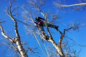 Tree Removals in Brooman