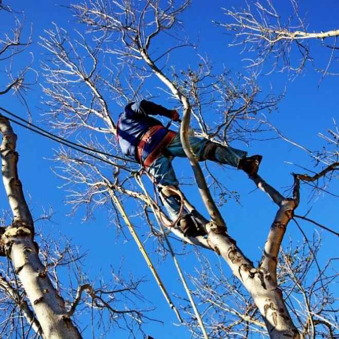 Tree Removals in Brooman