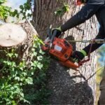 Trees by Forrest: Reliable Tree Service Plymouth MN for Healthier, Safer Properties