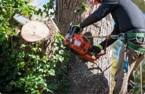 Trees by Forrest: Reliable Tree Service Plymouth MN for Healthier, Safer Properties