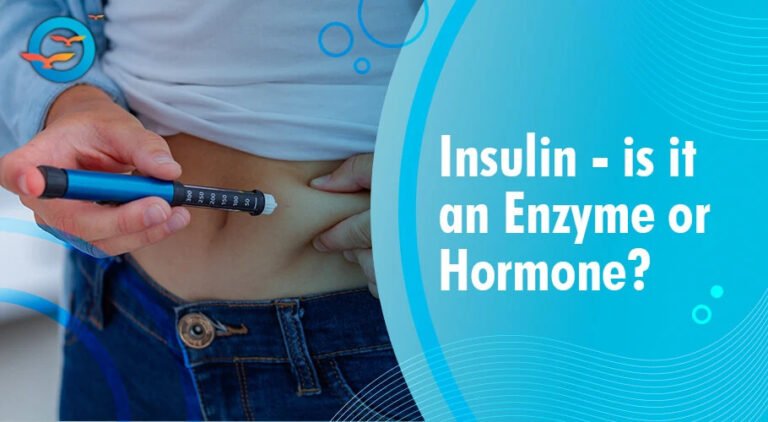 Insulin: Is It an Enzyme or a Hormone? A Simple Explanation
