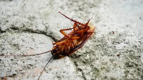 The Importance of Kitchen Cleaning for Preventing Pest Infestations